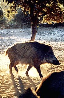 jabalies2.JPG (37278 bytes)