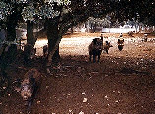 jabalies3.JPG (40697 bytes)