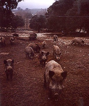 jabalies5.JPG (48525 bytes)